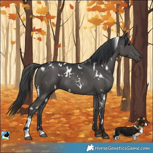 Horse Color:White Spotted Black