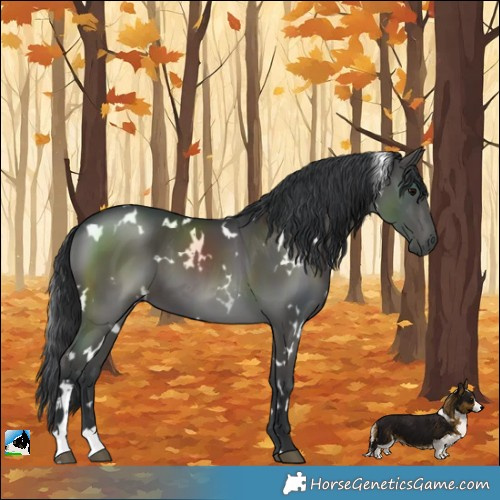 Horse Color:White Spotted Black 