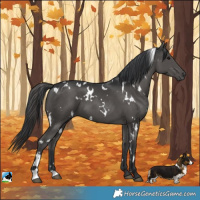 Horse Color:White Spotted Black
