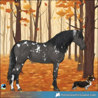 Horse Color:White Spotted Black 