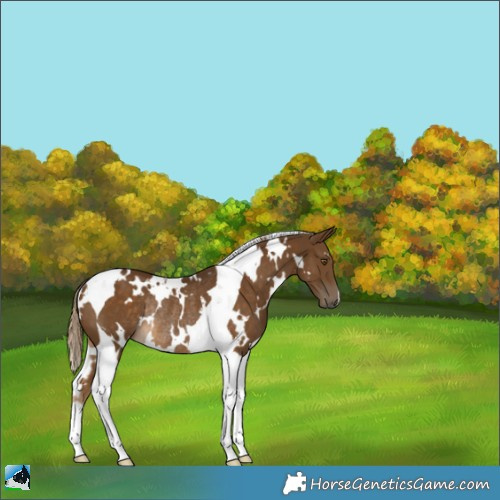 Horse Color:White Spotted Chocolate Palomino Tobiano Rabicano 