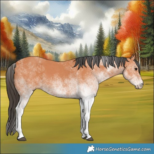 Horse Color:White Spotted Bay 
