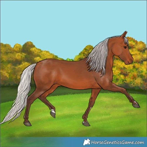 Horse Color:Silver Bay 