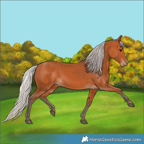 Horse Color:Silver Bay 