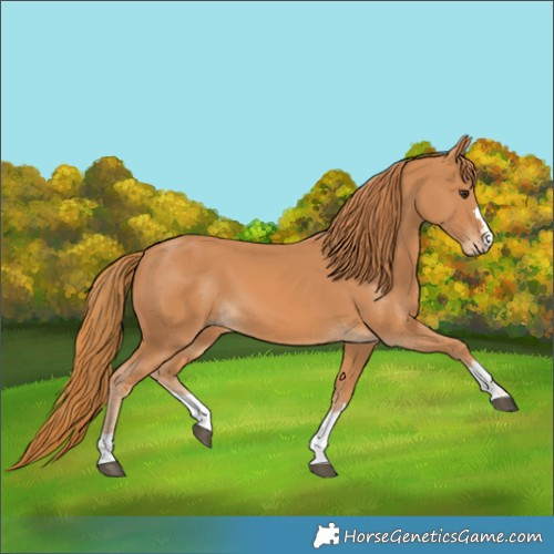 Horse Color:Chestnut 
