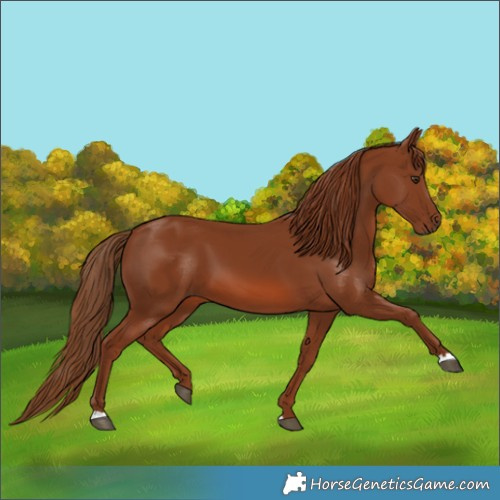 Horse Color:Chestnut 
