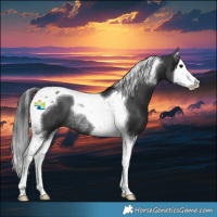 Horse Color:Black Splash Tobiano Rabicano 