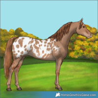 Horse Color:Red Dun Appaloosa 