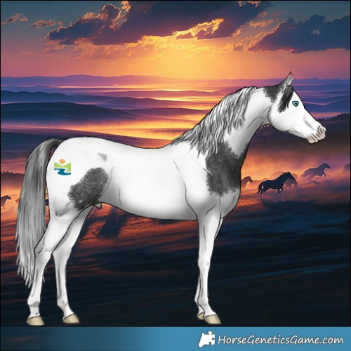 Horse Color:Black Splash Tobiano Rabicano 