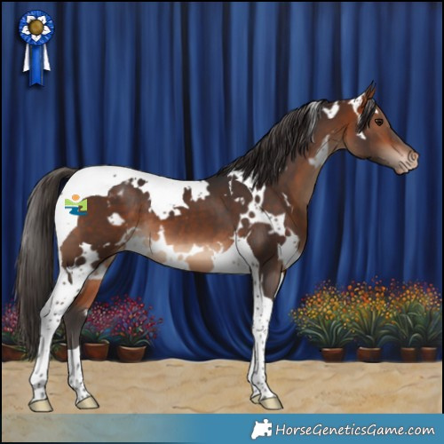 Horse Color:White Spotted Bay Tobiano Appaloosa 