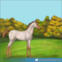 Horse Color:Red Roan 