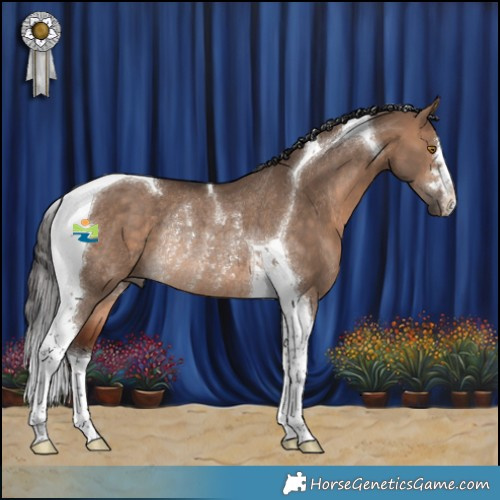 Horse Color:Bay Dun Tobiano Rabicano 