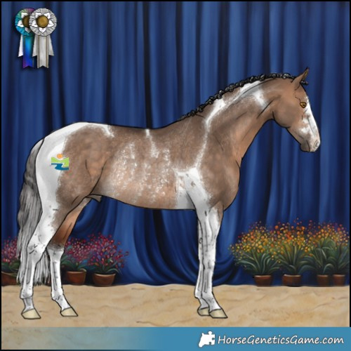Horse Color:Bay Dun Tobiano Rabicano 