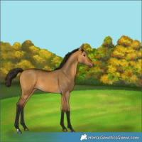 Horse Color:Gray Buckskin Dun 