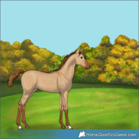 Horse Color:Gray Red Dun