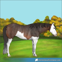 Horse Color:Brown Splash Rabicano 