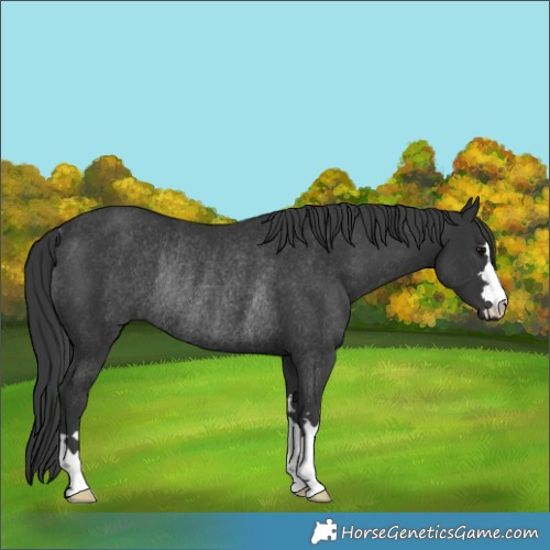 Horse Color:Black Rabicano