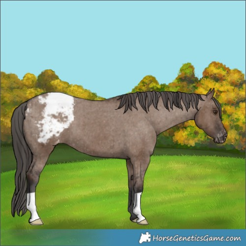 Horse Color:Liver Red Dun Appaloosa Brindle