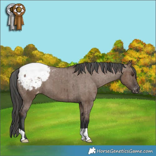 Horse Color:Liver Red Dun Appaloosa Brindle