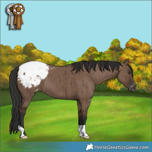 Horse Color:Liver Red Dun Appaloosa Brindle