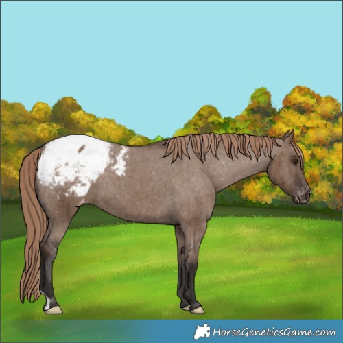 Horse Color:Liver Red Dun Appaloosa Brindle 