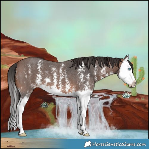 Horse Color:Brown Sabino Splash 