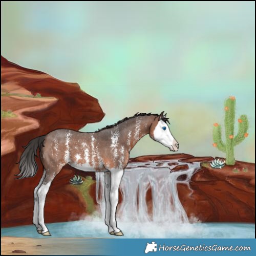 Horse Color:Brown Sabino Splash