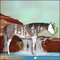 Horse Color:Brown Sabino Splash 