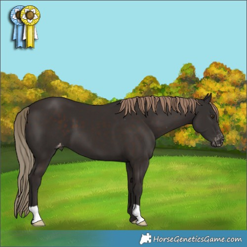 Horse Color:Liver Chestnut Appaloosa