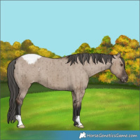 Horse Color:Liver Red Dun Appaloosa Brindle