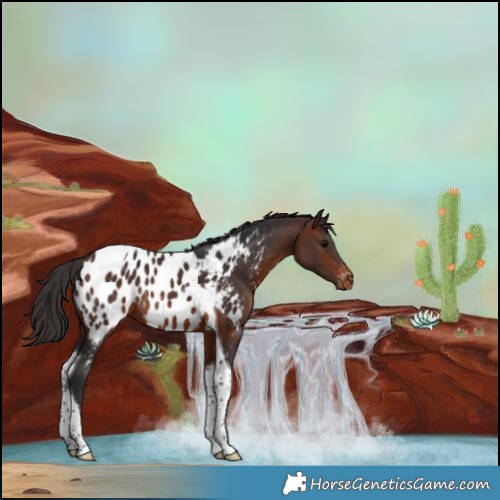 Horse Color:Brown Tobiano Appaloosa Rabicano
