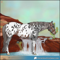 Horse Color:Brown Tobiano Near Leopard Rabicano 
