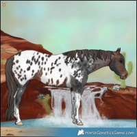 Horse Color:Brown Tobiano Appaloosa Rabicano 