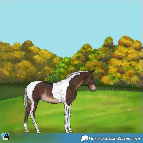 Horse Color:Silver Brown Tobiano Rabicano 