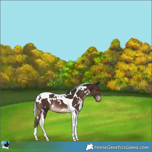 Horse Color:White Spotted Silver Brown Tobiano Rabicano 