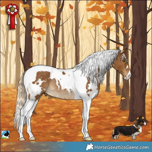 Horse Color:White Spotted Chocolate Palomino Tobiano Rabicano 
