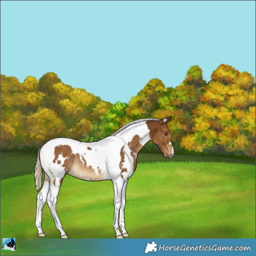Horse Color:White Spotted Chocolate Palomino Tobiano Rabicano 