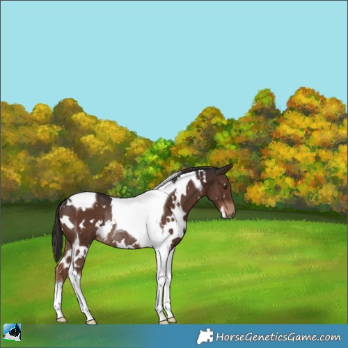 Horse Color:White Spotted Liver Chestnut Tobiano Rabicano 