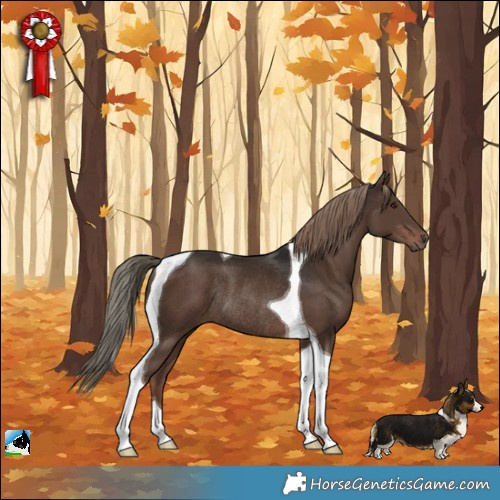 Horse Color:Liver Chestnut Tobiano Rabicano 