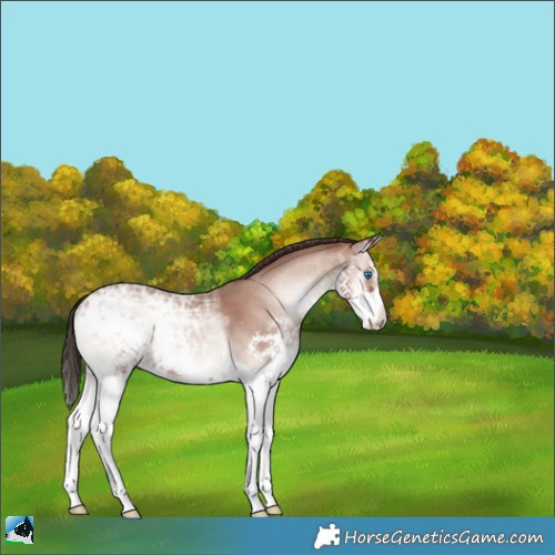 Horse Color:Classic Champagne Ice Onyx Splash Rabicano