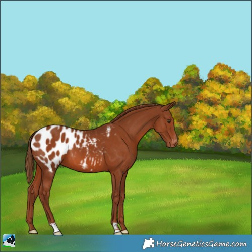 Horse Color:Chestnut Appaloosa 