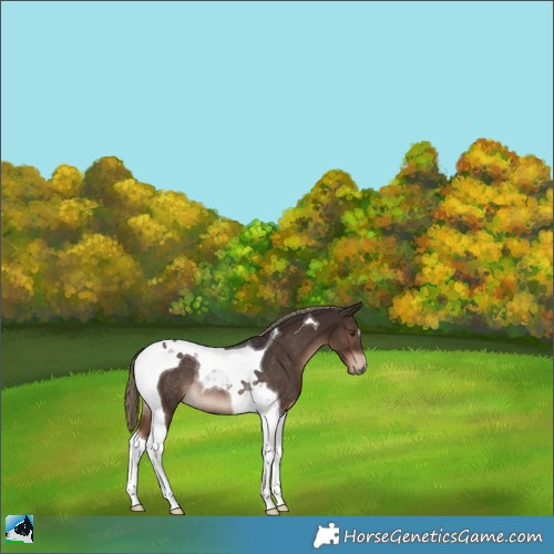 Horse Color:Liver Chestnut Tobiano Rabicano 