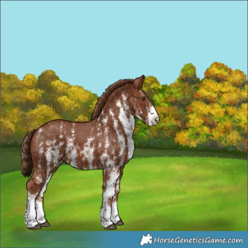 Horse Color:Chestnut Sabino