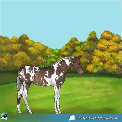 Horse Color:White Spotted Silver Brown Tobiano Rabicano 
