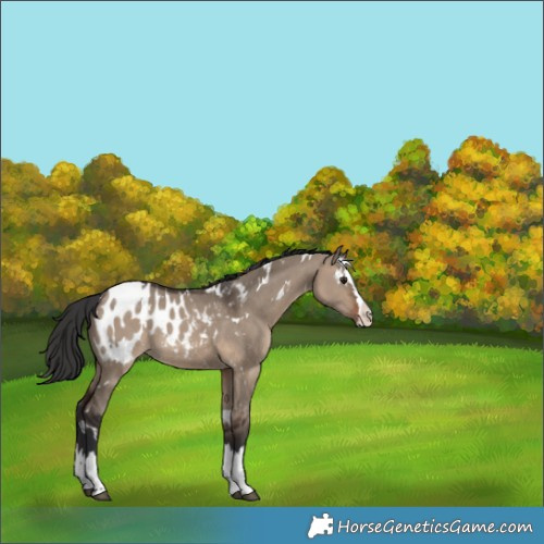 Horse Color:White Spotted Brown Dun Splash Blanket 