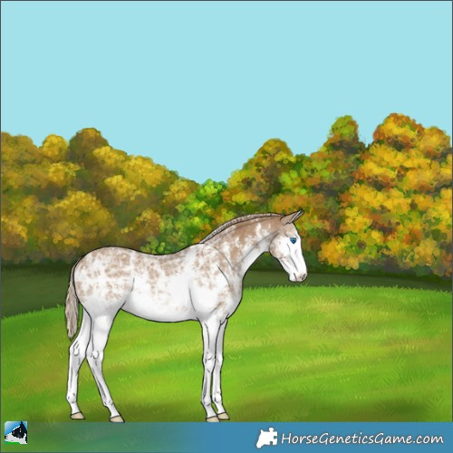 Horse Color:Chocolate Palomino Ice Sabino Splash 