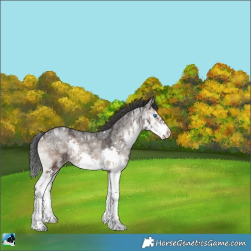 Horse Color:Blue Onyx Ice Sabino Splash Rabicano 