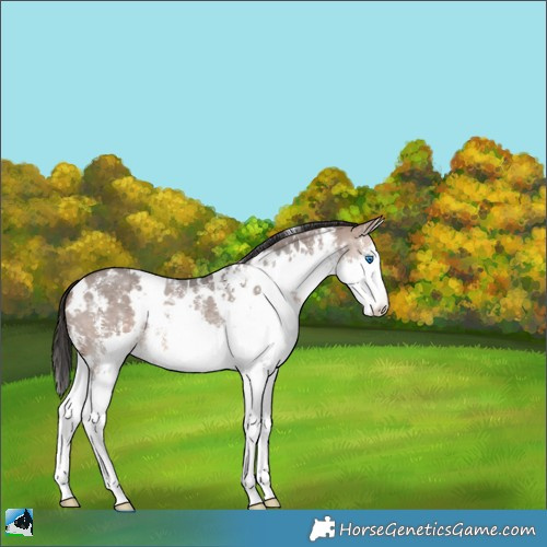 Horse Color:White Spotted Brown Dun Sabino Splash 