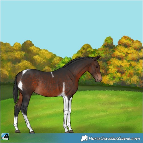Horse Color:Bay Tobiano Rabicano 