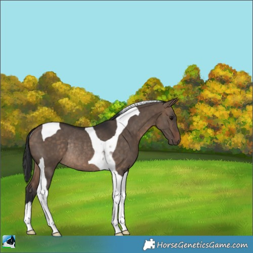 Horse Color:Bay Dun Tobiano Rabicano 